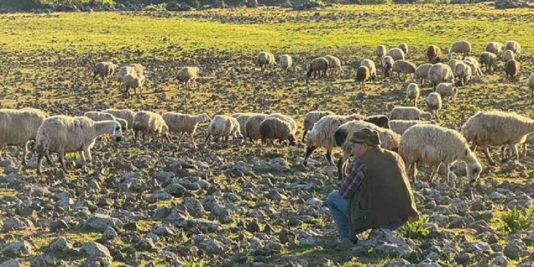 Tek ekmek kapıları hayvancılık! Meşakkatli ve zorlu yolculukları başladı 1